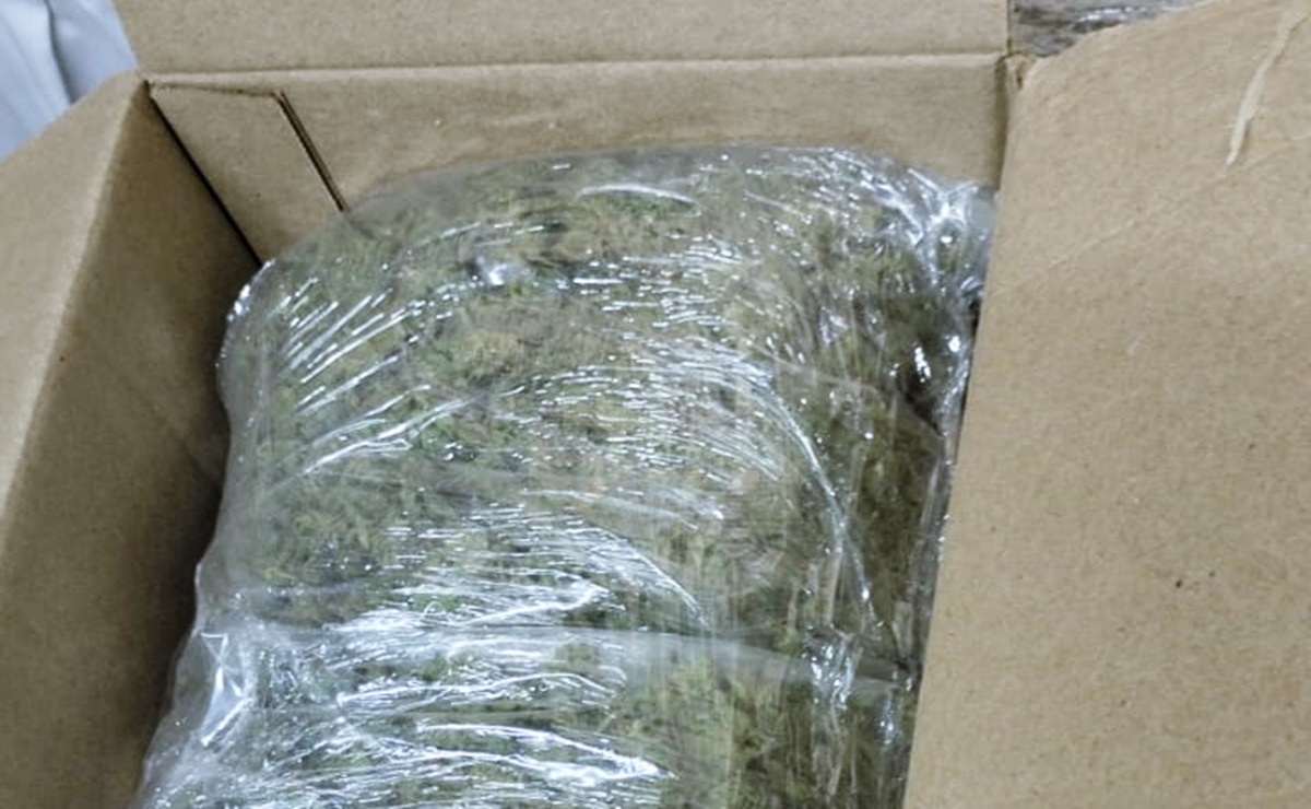 Aseguran casi 7 mil kilos de marihuana en el puerto de Veracruz; el destino era la República Dominicana