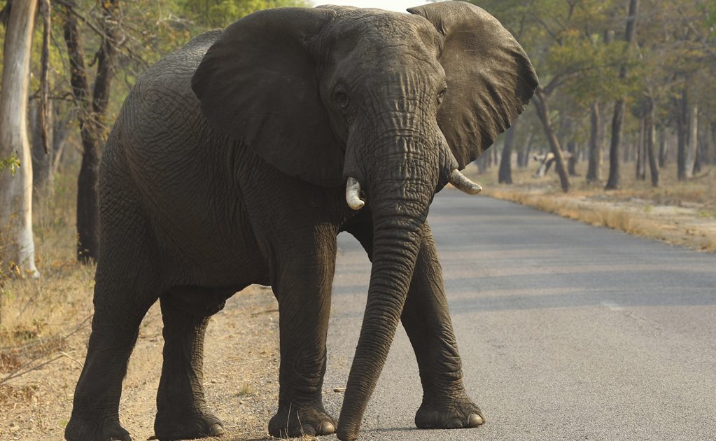 Más de 50 elefantes mueren por la sequía en Zimbabue en un mes
