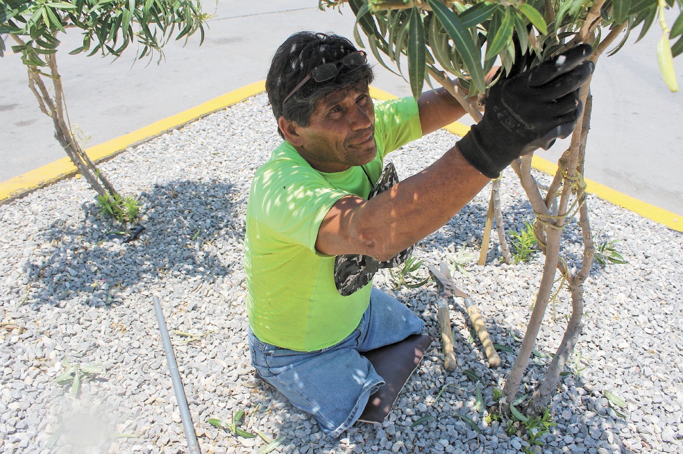 Rubén no tiene límites: sin piernas trabaja de jardinero 