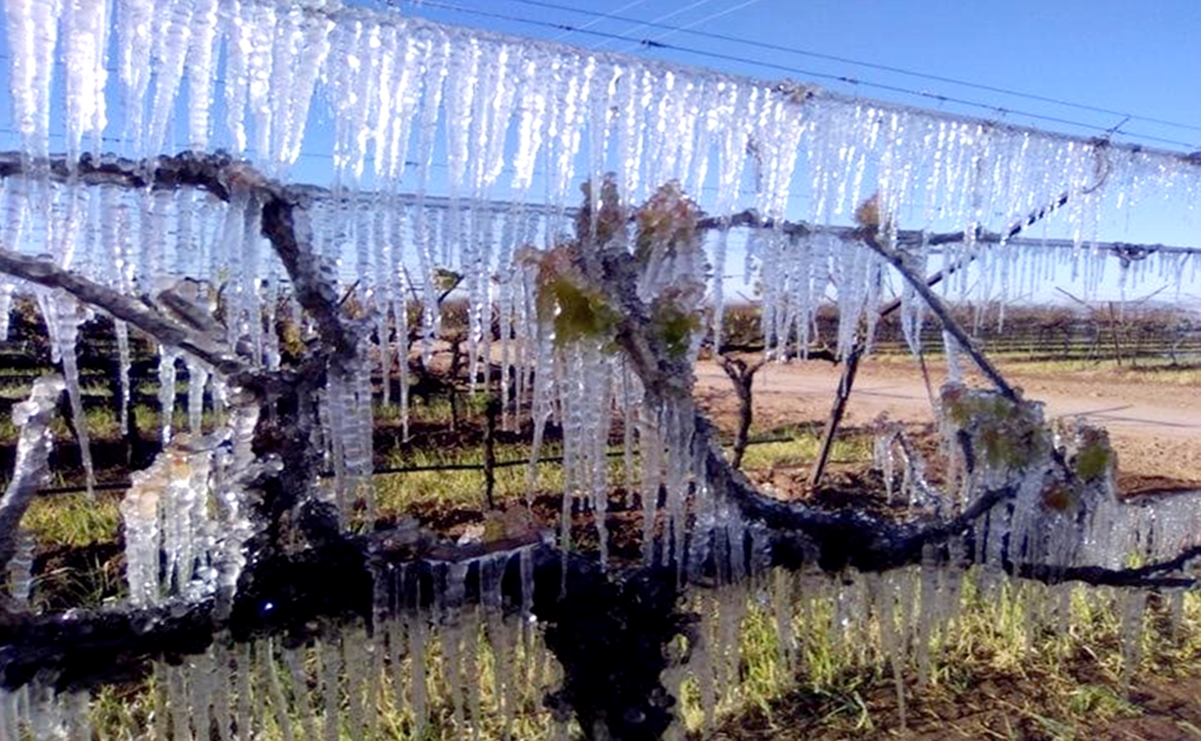 Bajas temperaturas congelan cultivos agrícolas en Sonora