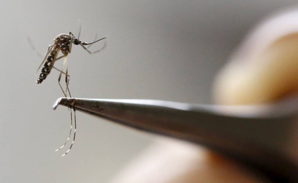 Conciencia. Zika: nuevas evidencias, más preguntas