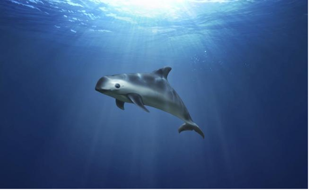 There are more vaquitas than previously thought