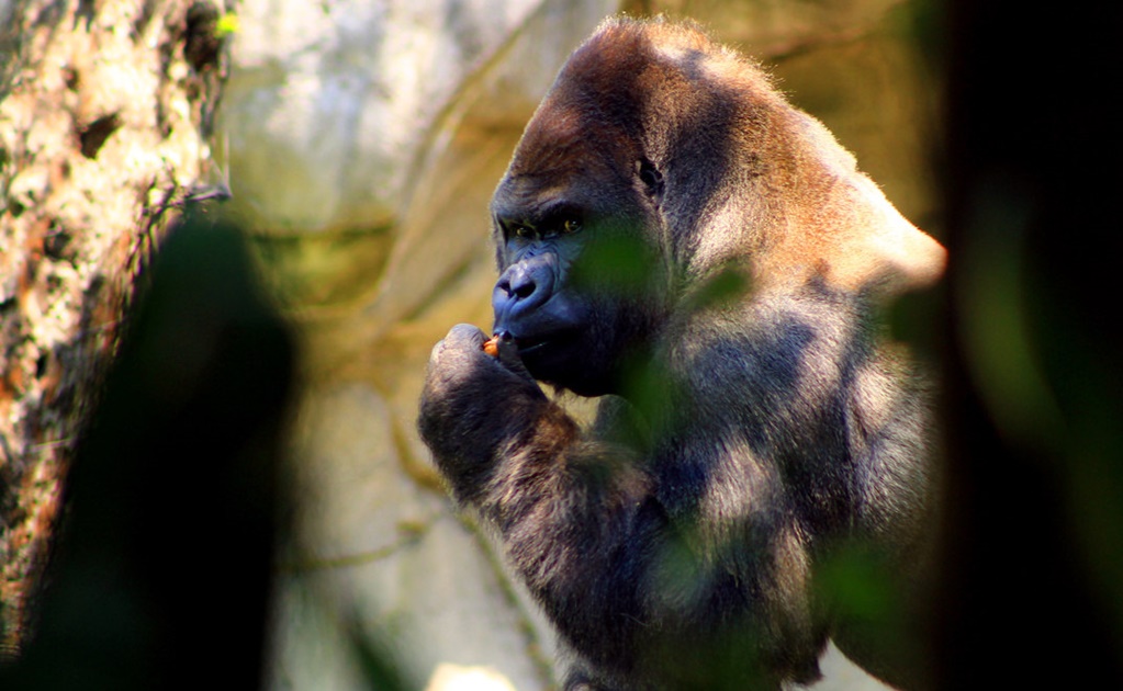 PVEM pide se investigue muerte de gorila 'Bantú'