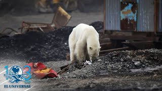 Captan a oso polar en ciudad industrial de Siberia