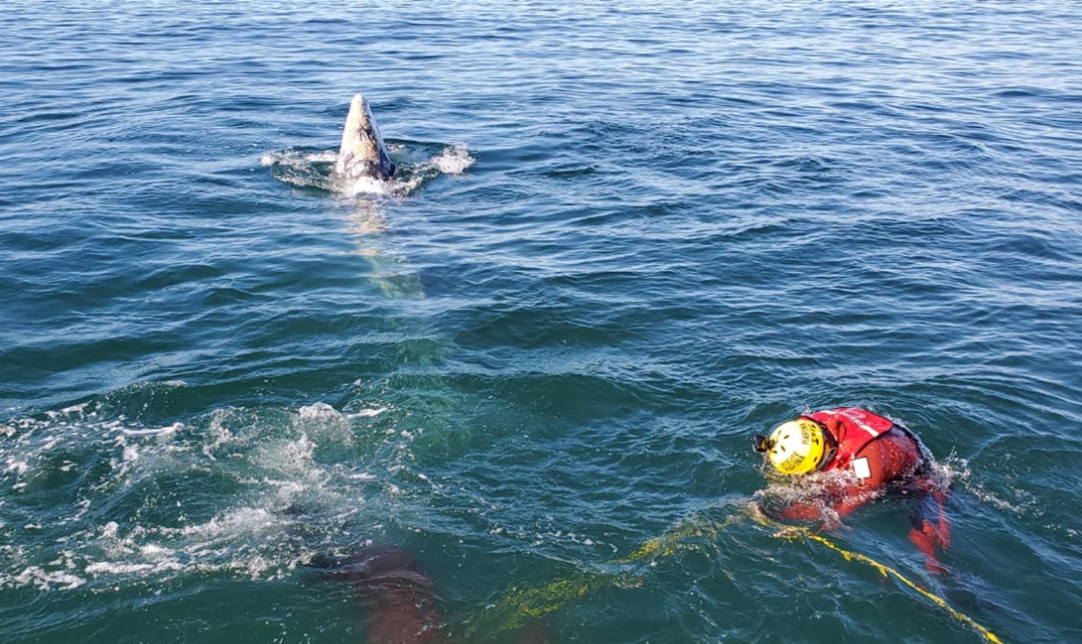 Libera Semar a ballena atrapada frente al puerto de Ensenada, Baja California