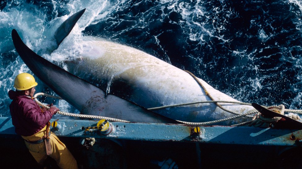 ¿Por qué Japón decidió reanudar la caza comercial de ballenas?