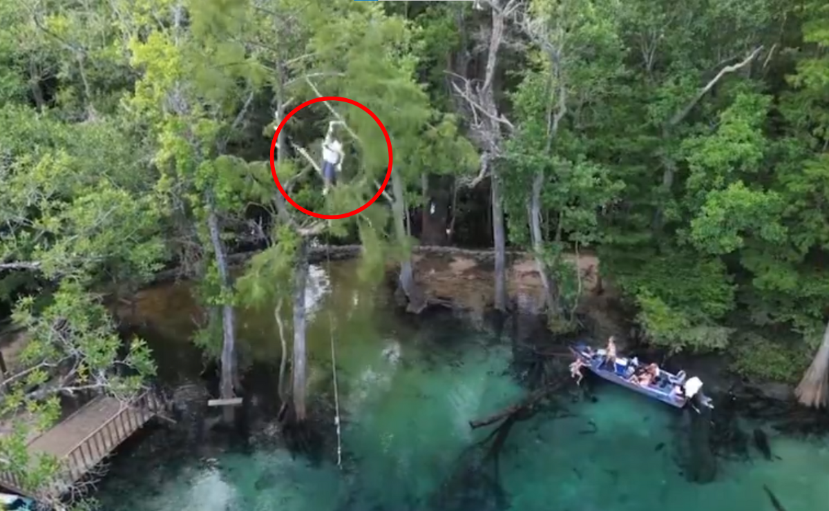 Al estilo "Tarzán”, hombre sufre impactante caída desde un árbol de casi 20 mts de altura. VIDEO