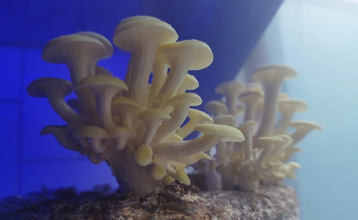 Tencui: el restaurante de Mario Espinosa dedicado al reino fungi 