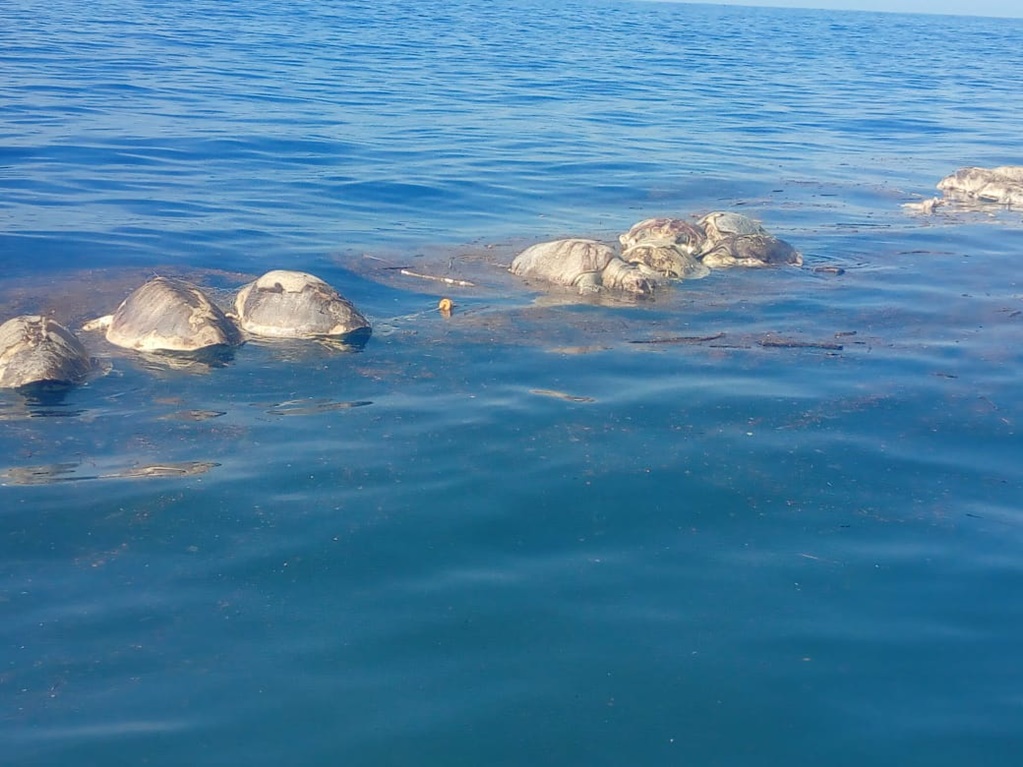 Suman 380 tortugas muertas por red de pesca ilegal en Oaxaca