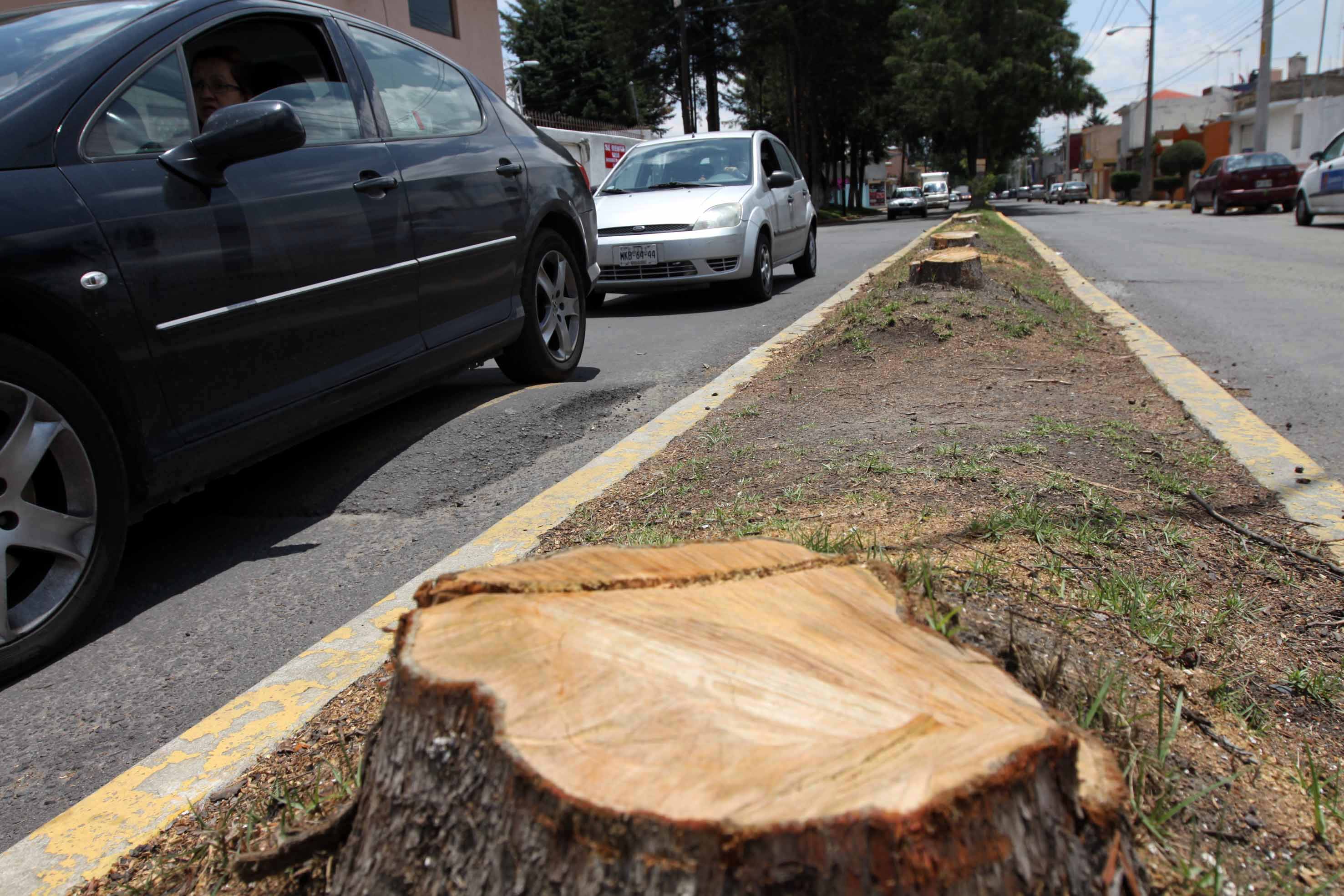 Ordena Transparencia a Sedema informar cuántos permisos otorgó para derribar árboles en CDMX
