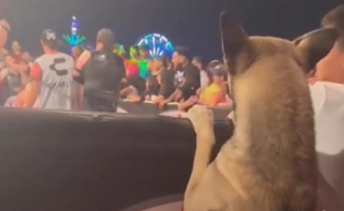 ¡Insólito! Sorprenden a perrito disfrutando de una función de lucha libre