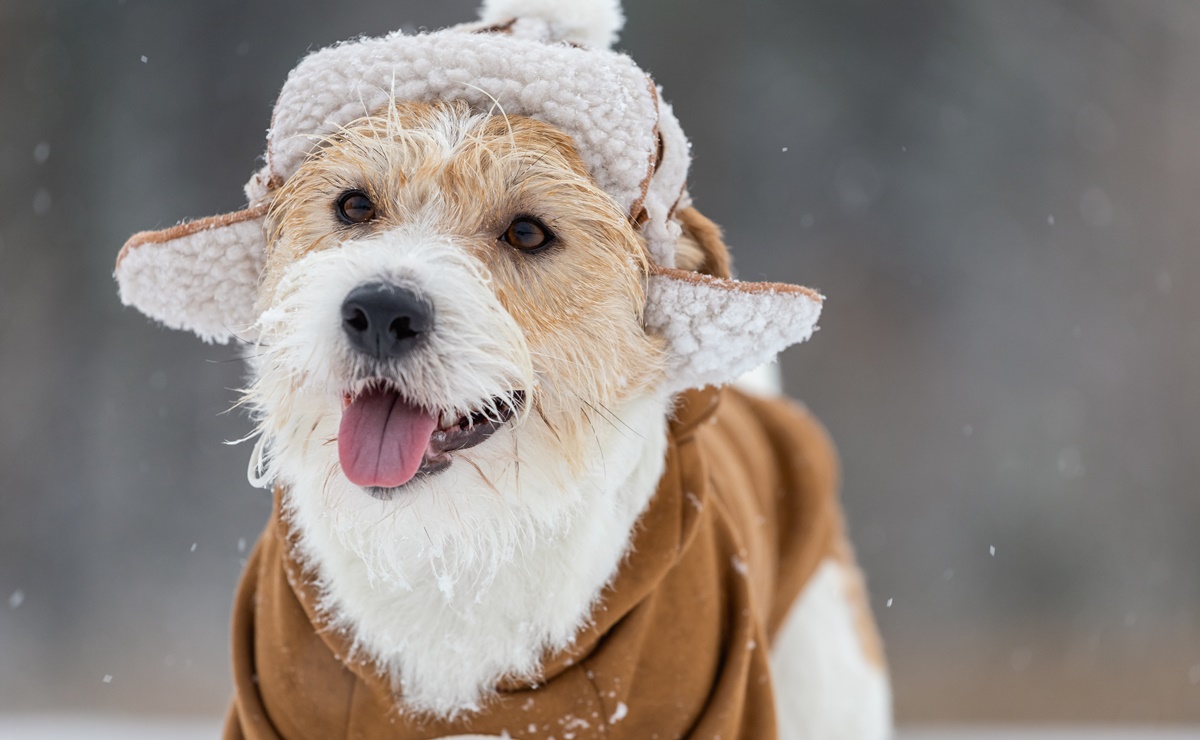 ¿Cómo cuidar a los perros en invierno? 6 recomendaciones para protegerlos del frío, según Harvard 