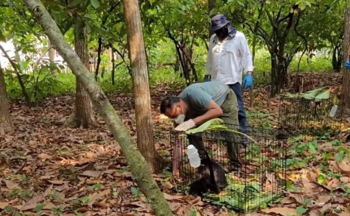 Registran  la muerte de 217 monos saraguato