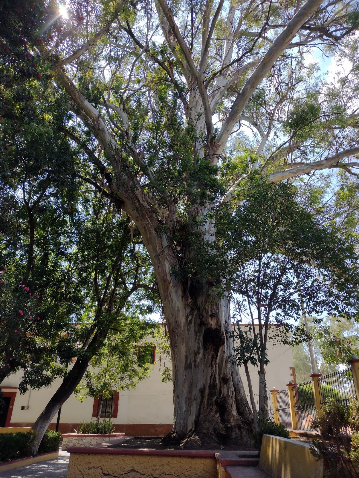 Este árbol tiene 112 años; se localiza en el semidesierto queretano 