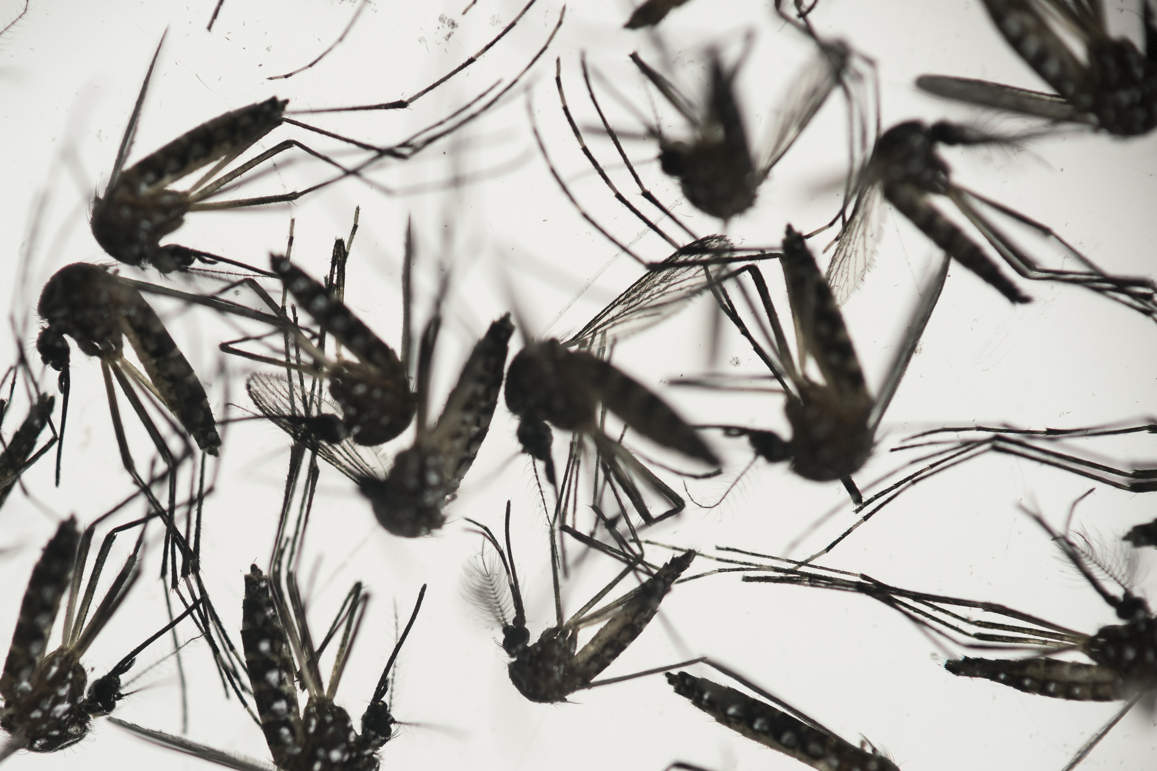 Ssa reporta 141 casos nuevos de zika; suman 927
