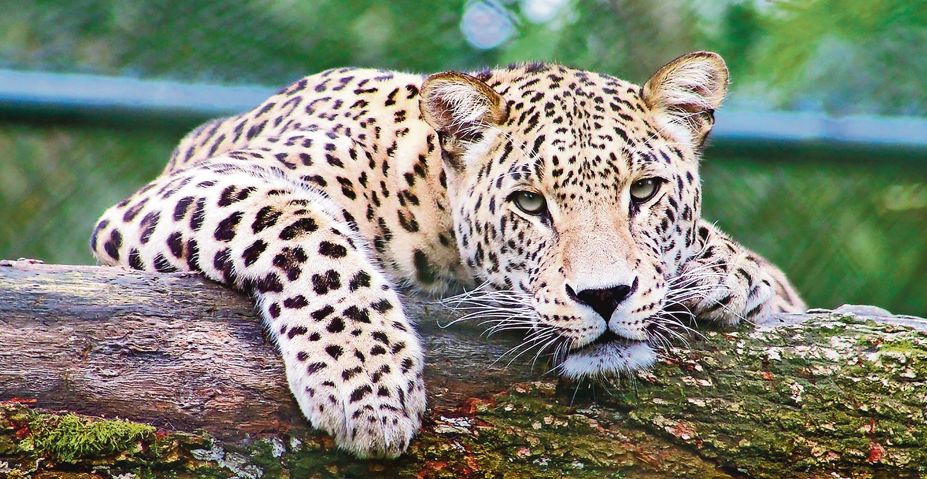 Más de 2 mil jaguares en peligro por el Tren Maya