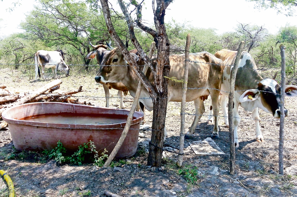 Tras muerte de 500 reses, ganaderos se declaran en “emergencia” por ola de calor y sequía en Oaxaca
