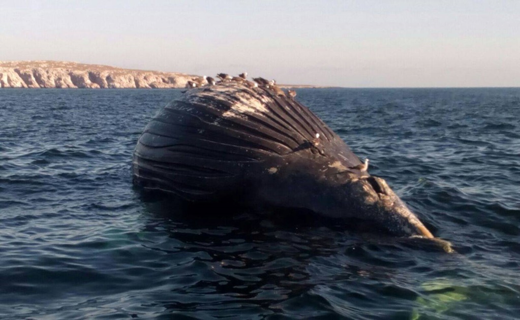 Atiende Profepa deceso de ballena jorobada en Bahía de Banderas