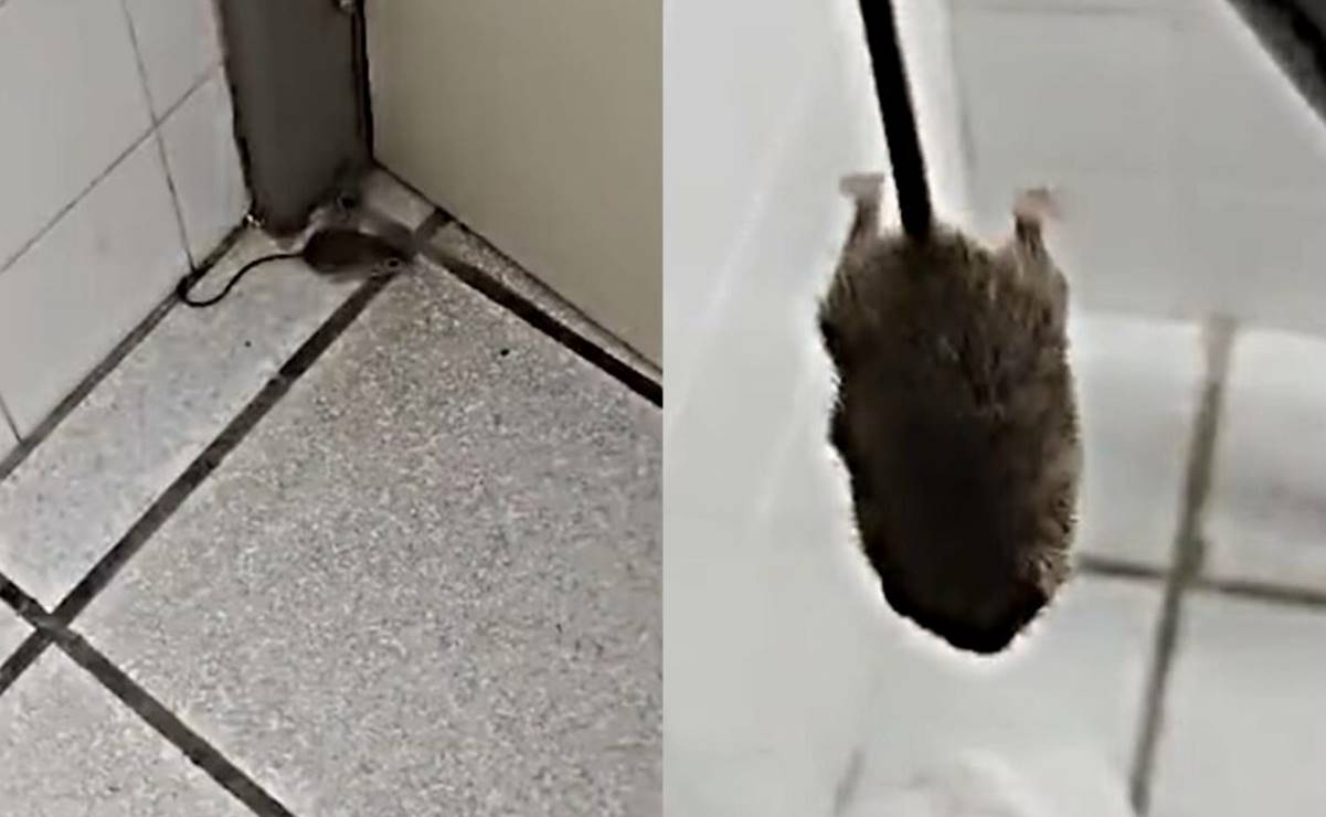 VIDEO: Enfermera capta ratón en hospital del ISSSTE de Baja California Sur y la despiden