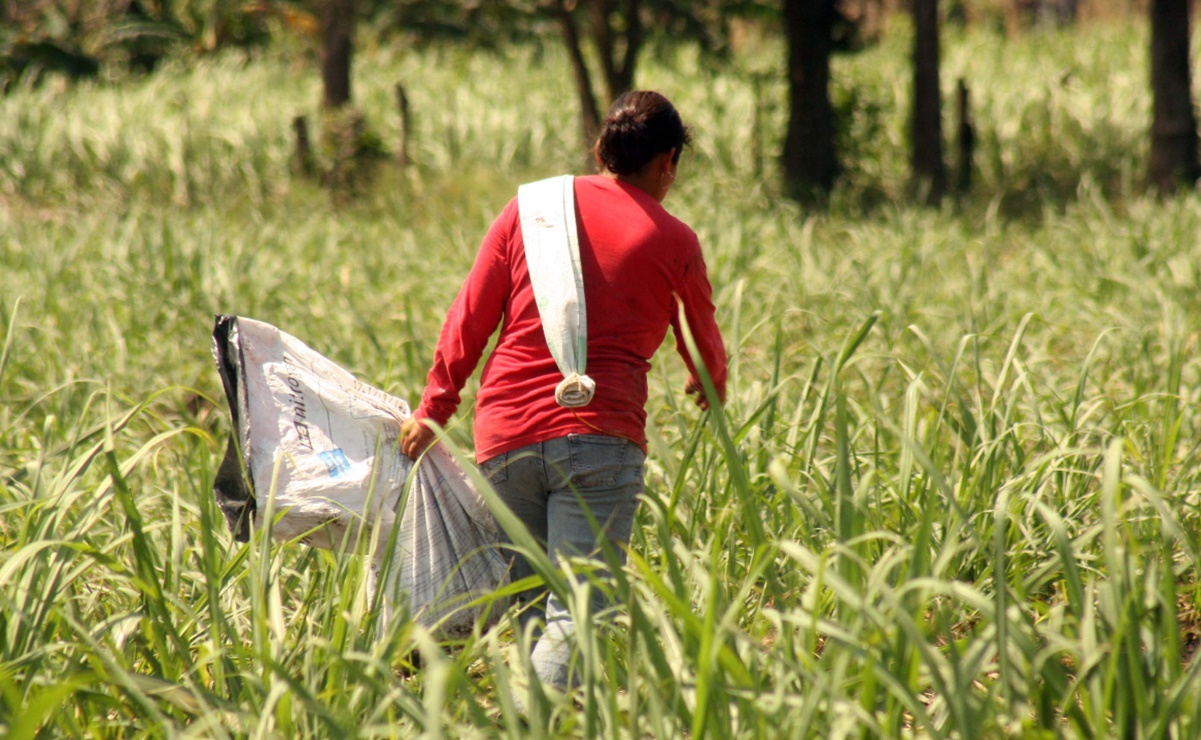 Sustituir fertilizantes químicos por orina, la nueva propuesta para evadir la contaminación