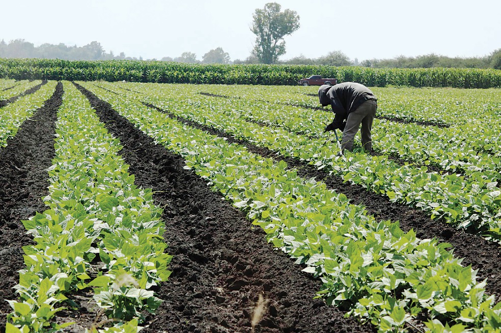 Apuestan bancos por financiar sector agropecuario; emiten bono por 5 mil mdp