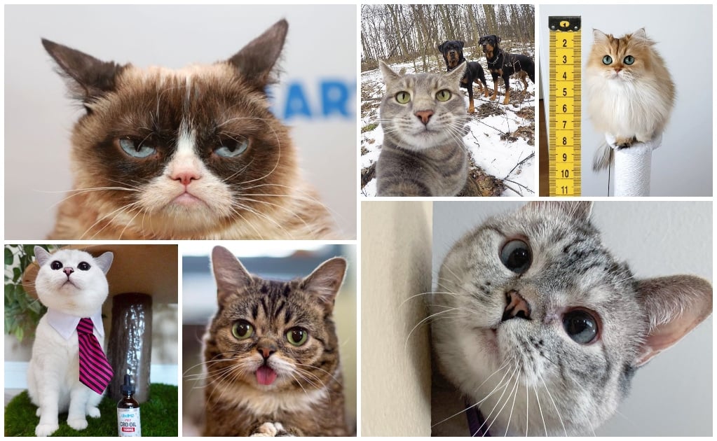 Los gatos más famosos de Instagram
