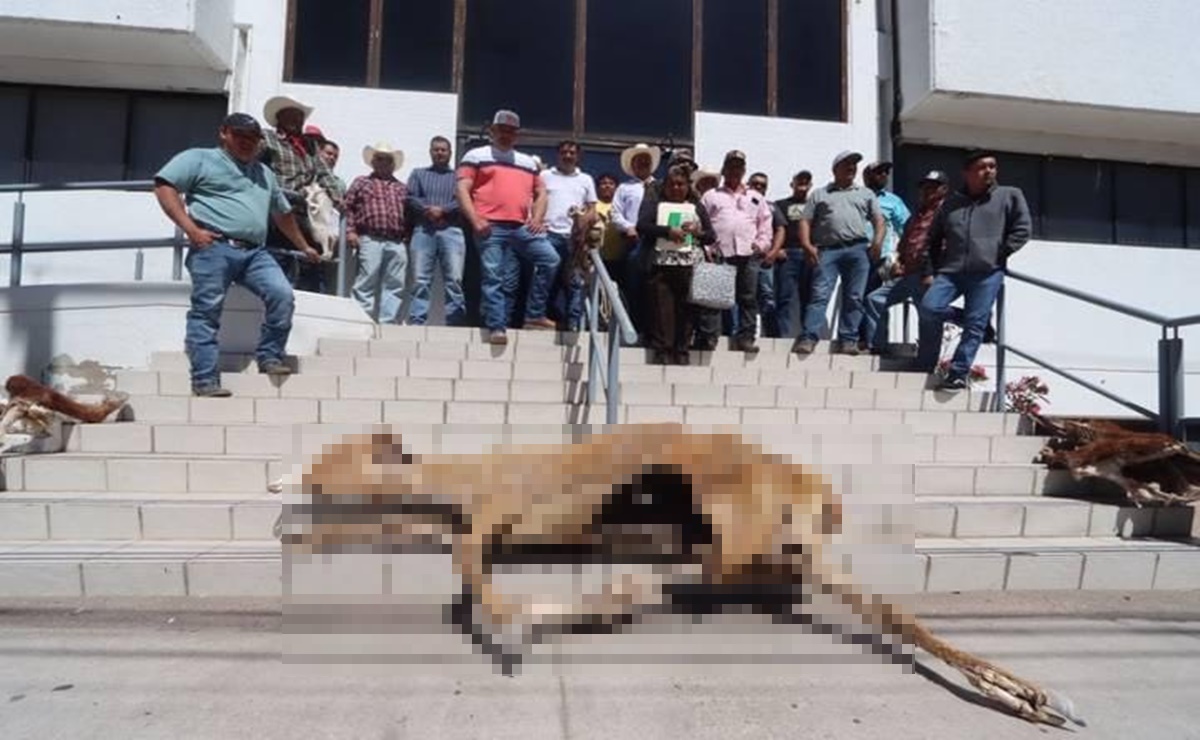 Con reses muertas, ganaderos se manifiesta por sequía en Chihuahua