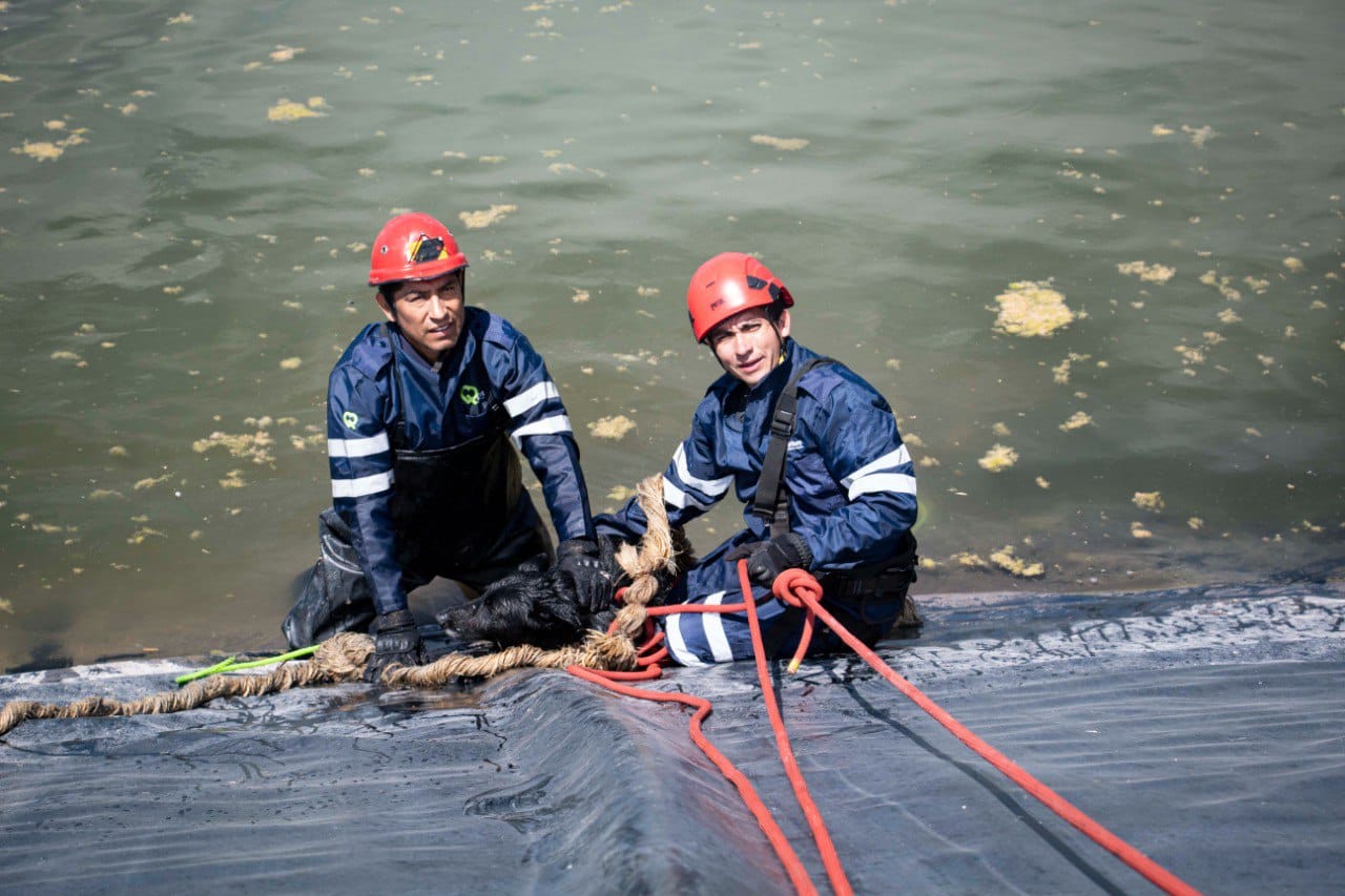 Rescatan a seis perritos que cayeron a un cuerpo de agua 