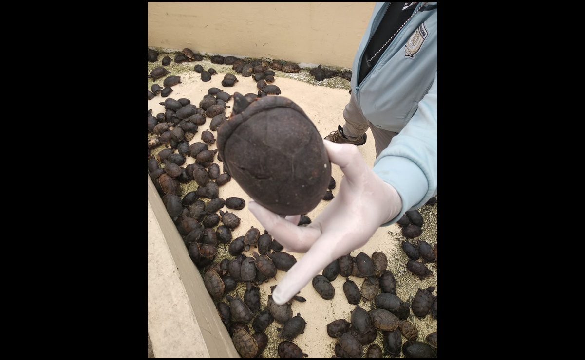 Trasladan a Yucatán y Q.Roo a más de 9 mil tortugas que serían llevadas a China