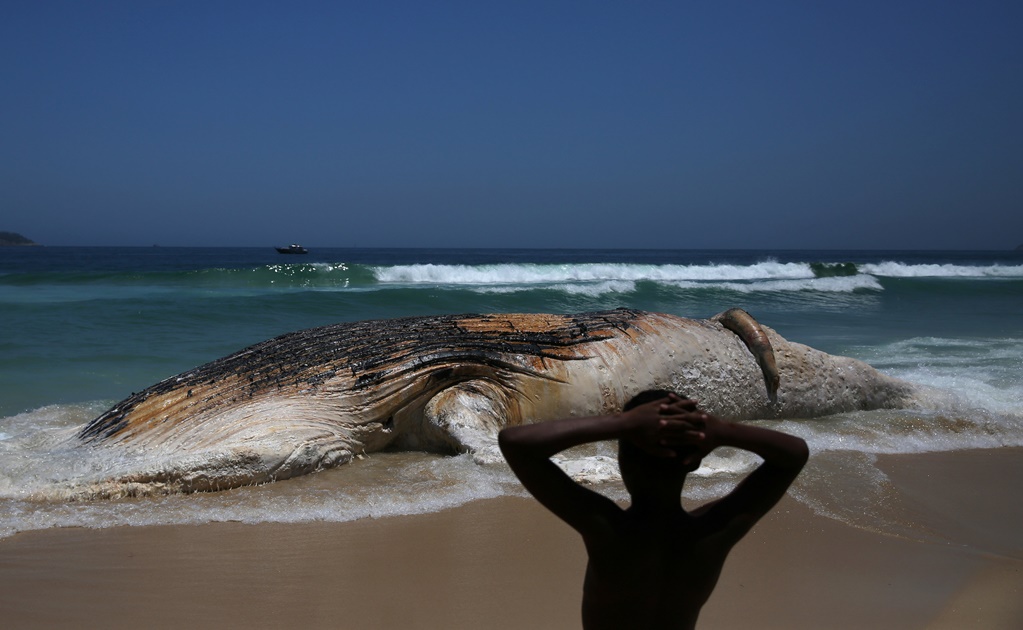 ​Aparece ballena muerta en playa de Río de Janeiro