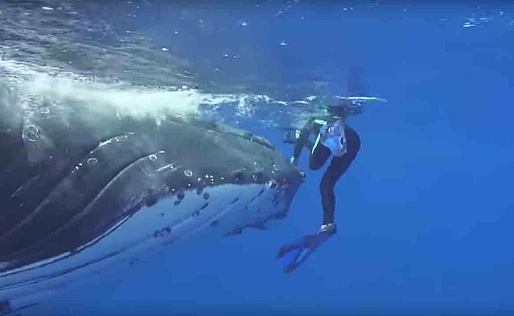 Video. Ballena defiende a buceadora del ataque de un tiburón