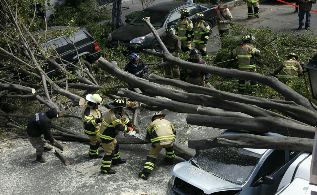 Suman 510 árboles caídos en la Ciudad de México