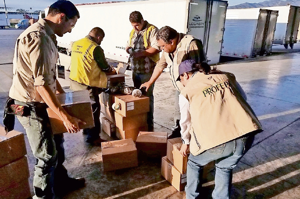 Asegura la Profepa 15 mil pepinos de mar 