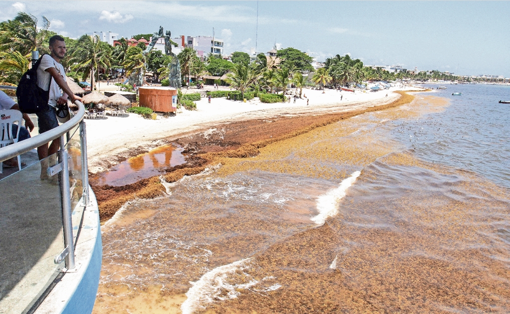 Sargassum plague invades Mexican Caribbean again