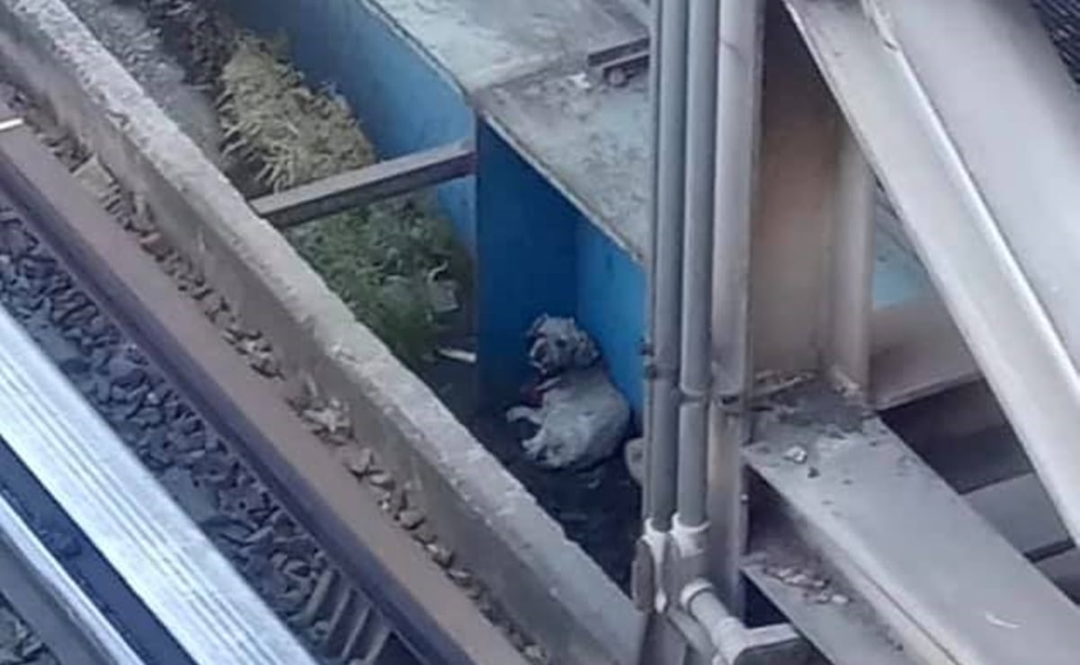 Personal del Metro CDMX rescata a can extraviado en vías de la línea B