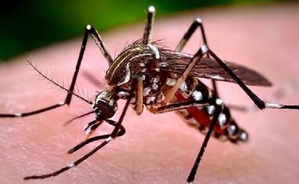 Confirman dos casos de virus Zika en Honduras