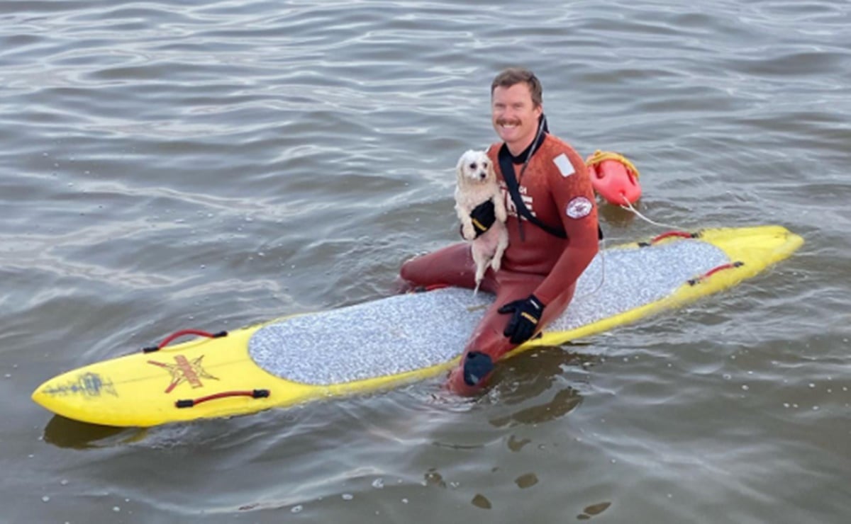 ¡Es un héroe! Socorrista rescata a un perro que nadaba hacia mar adentro y se hace viral