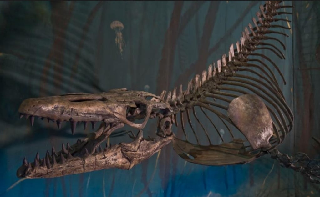 Hallazgo de fósil puede explicar la extinción de los dinosaurios