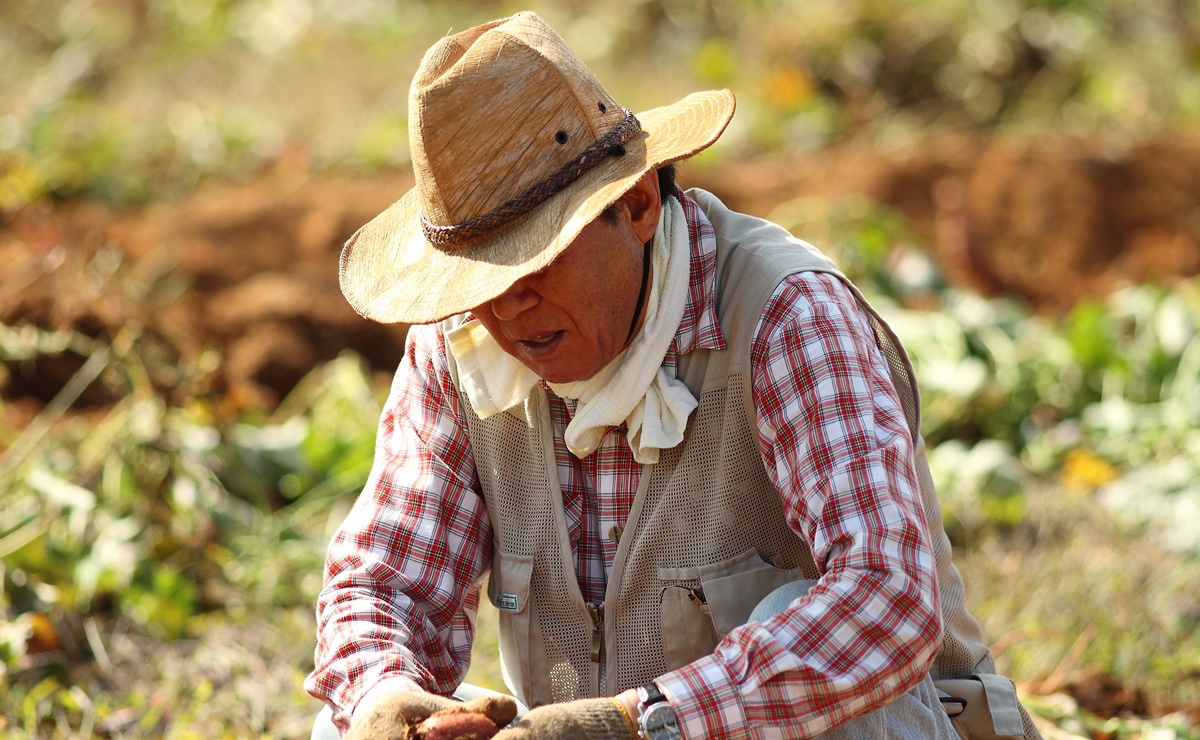 Los derechos que tienen los trabajadores agrícolas mexicanos en EU
