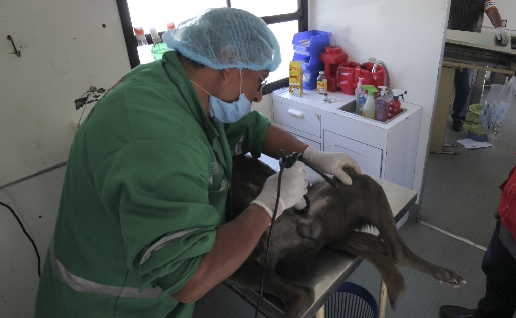 Anuncian jornadas de esterilización y vacunación para perros y gatos en Milpa Alta