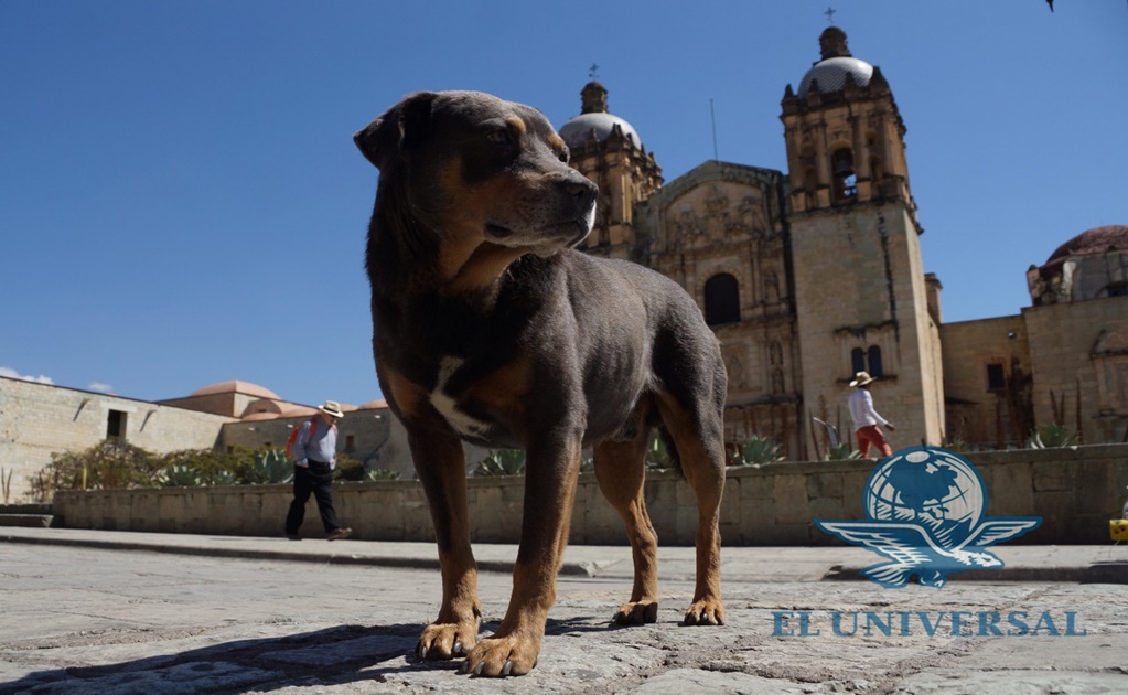 Adoptan a “Mazapán”, el perro más famoso de Oaxaca