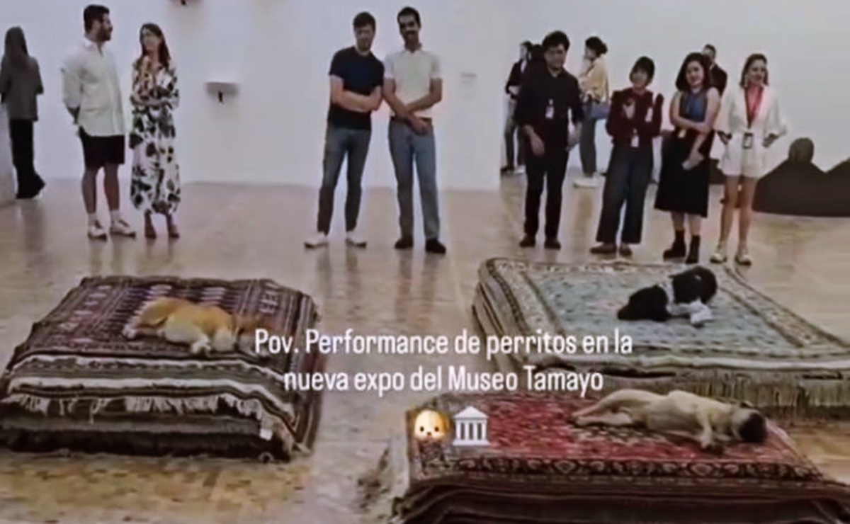 PAN critica performance con perros en Museo Tamayo y acusa a funcionarios de Morena de maltrato animal por propaganda