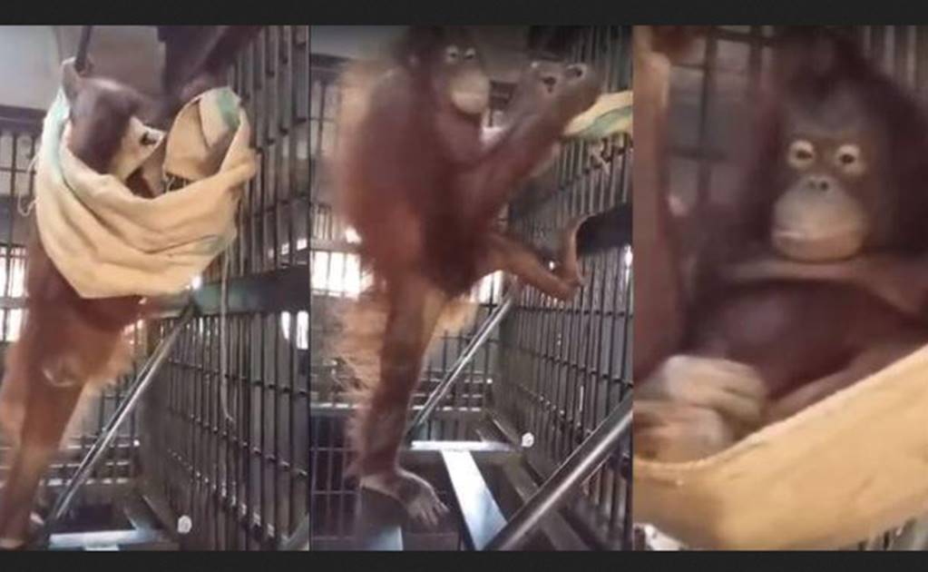 Orangután logra construir una hamaca