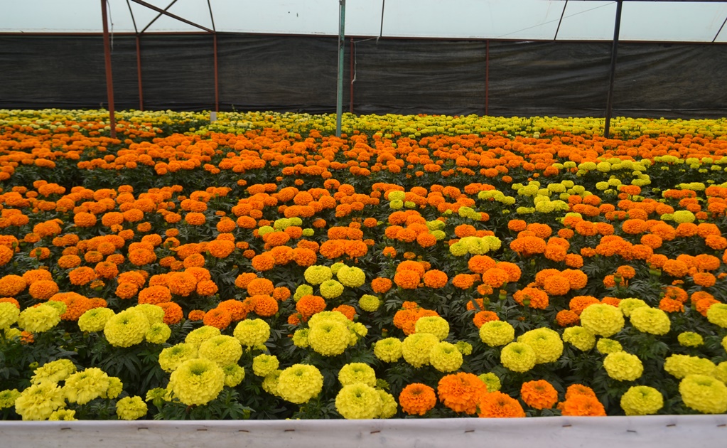 Alistan un millón de flores de cempasúchil para Día de Muertos