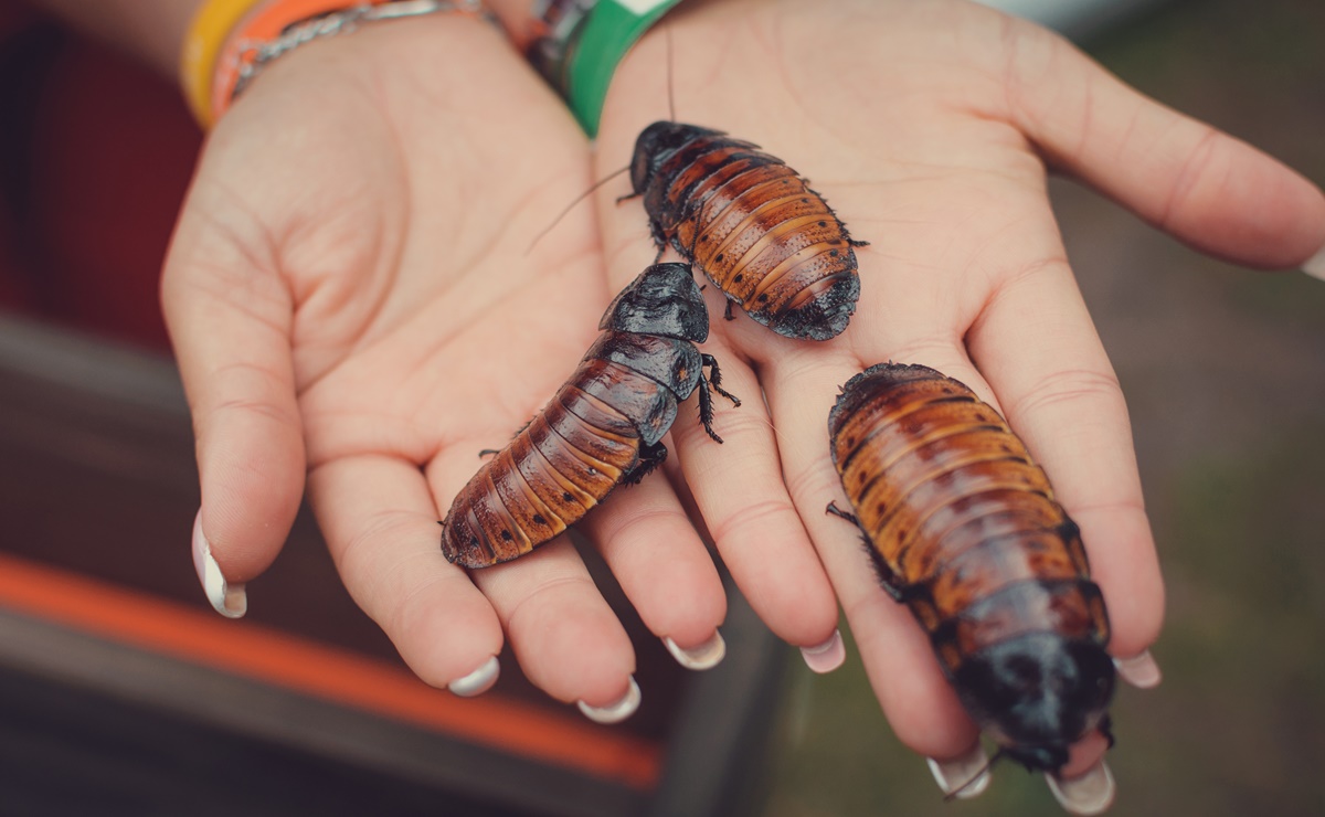 Zoológico de Chicago ofrece a los visitantes nombrar a cucarachas como sus exparejas