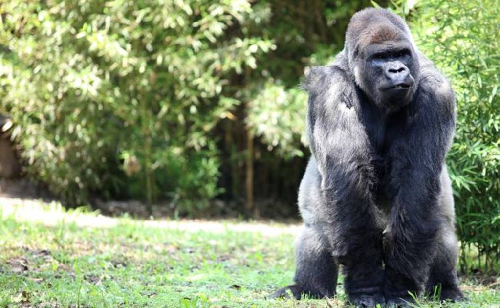 Endangered gorilla dies at Mexico City Zoo 