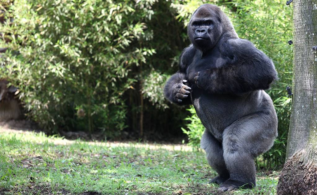 Profepa ya investiga muerte del gorila Bantú