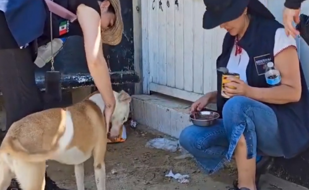 VIDEO: Dan agua y alimento a perros y gatos en situación de calle tras paso de “Otis” en Acapulco