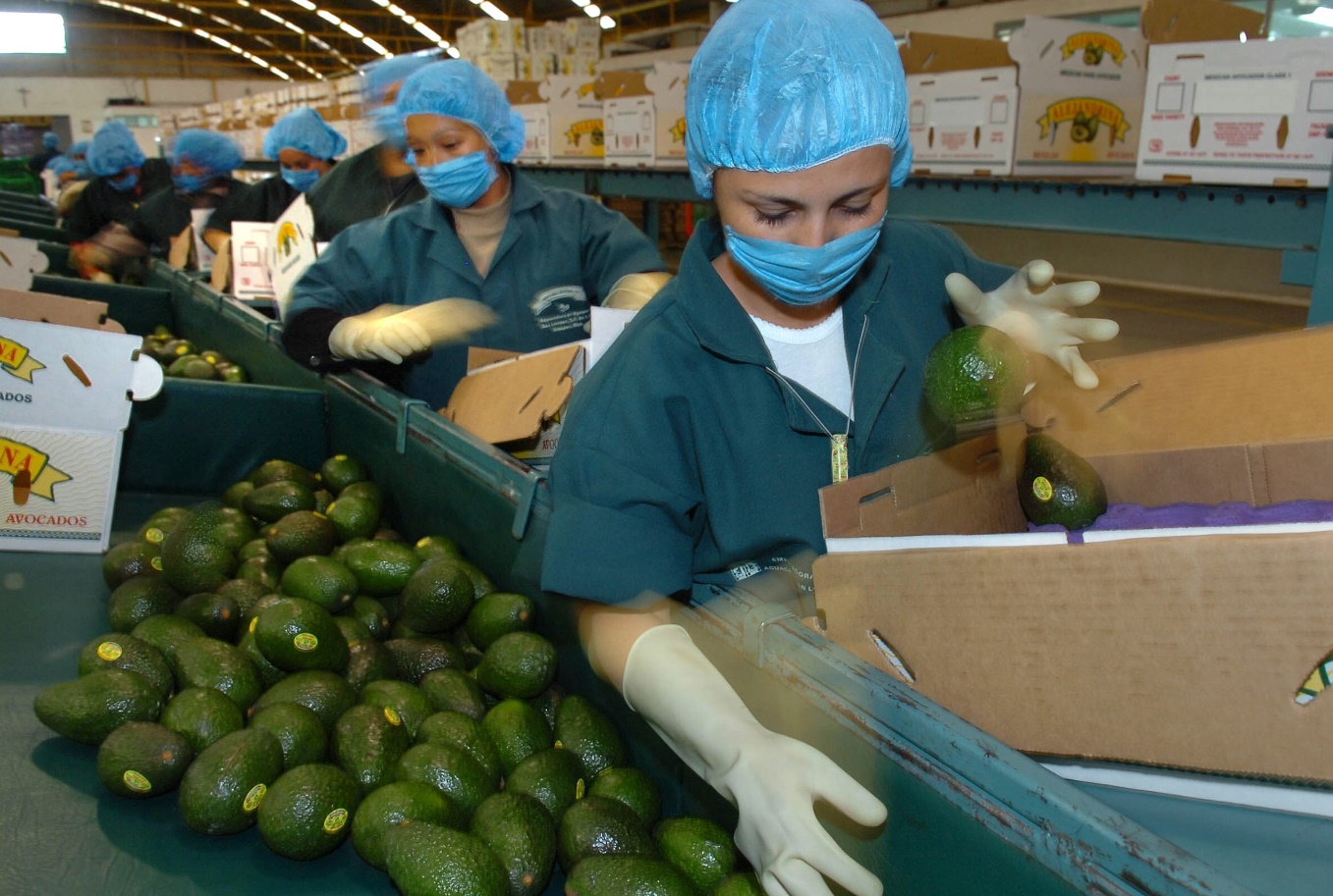 EU anuncia restablecimiento de exportación total de aguacate michoacano a partir del 3 de julio