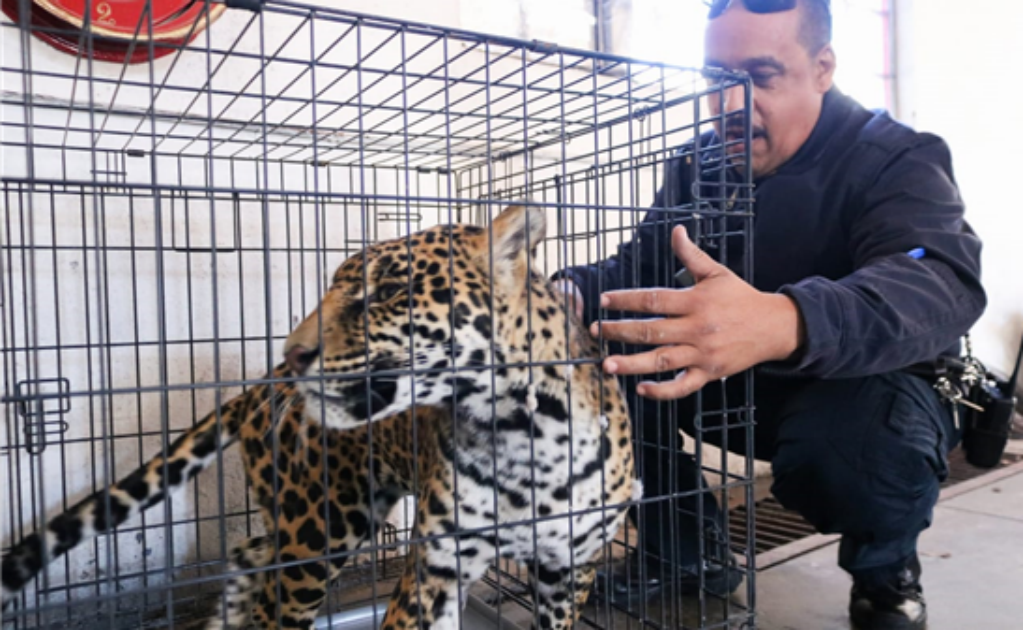 Bomberos de Chihuahua capturan jaguar que deambulaba en la calle